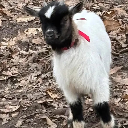 A La Campagne 3 Апартаменты