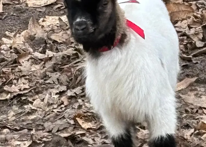 à La Campagne 3 Appartamento