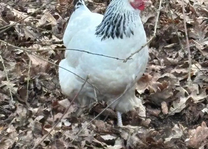 Appartamento à La Campagne 3